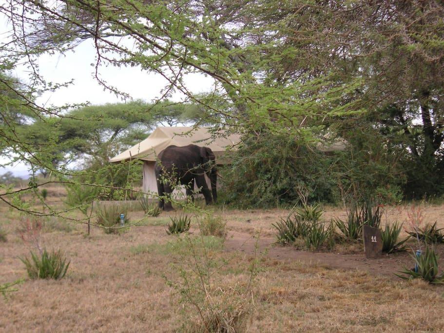 Mapito Tented Camp Serengeti Eksteriør bilde